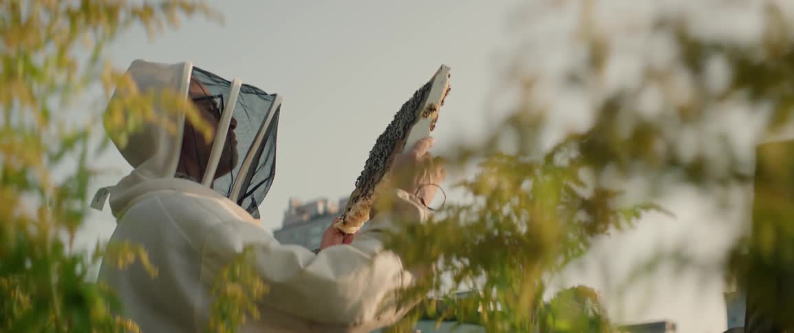 A man examines a cluster of bees on the beehive tray