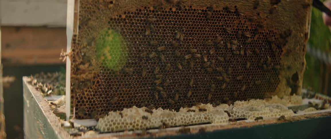 A beekeeper is pulling a frame full of honeycombs out of a hive
