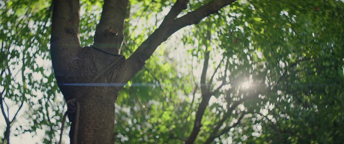 Sun shines through the tree tops on a summer day