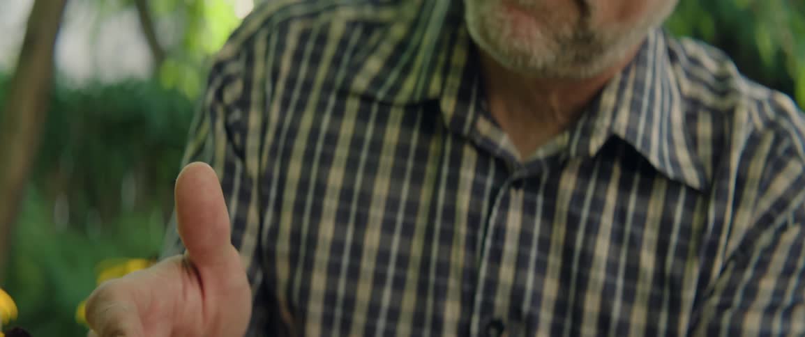 A man examines a blackeyed susan on a summer day