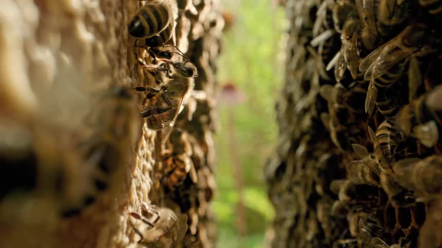 Honeybees crawl along the honeycomb on the slats in a beehive during the daytime