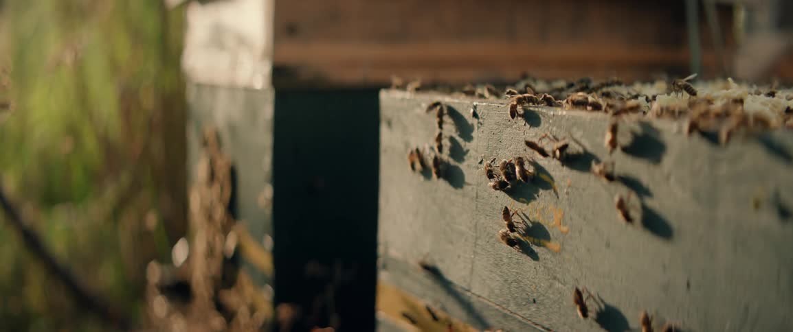 Bees crawling on their bee hive and flying around