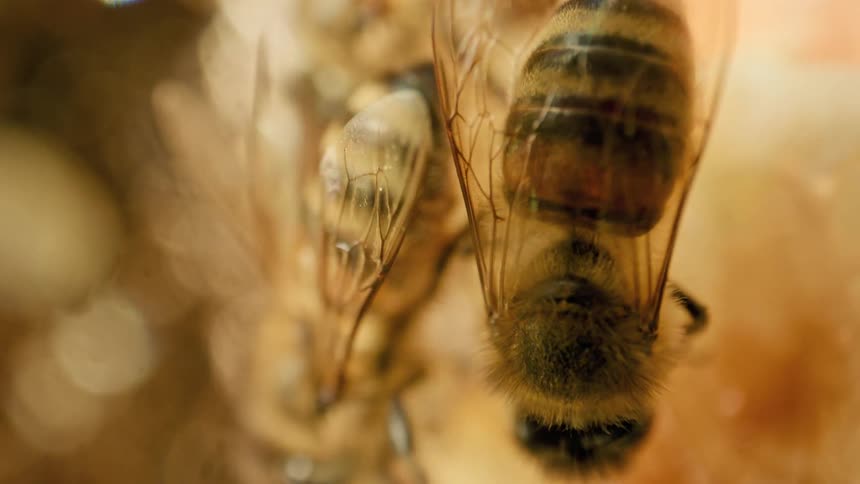 A closeup shot of a bee collecting nectar on a golden surface