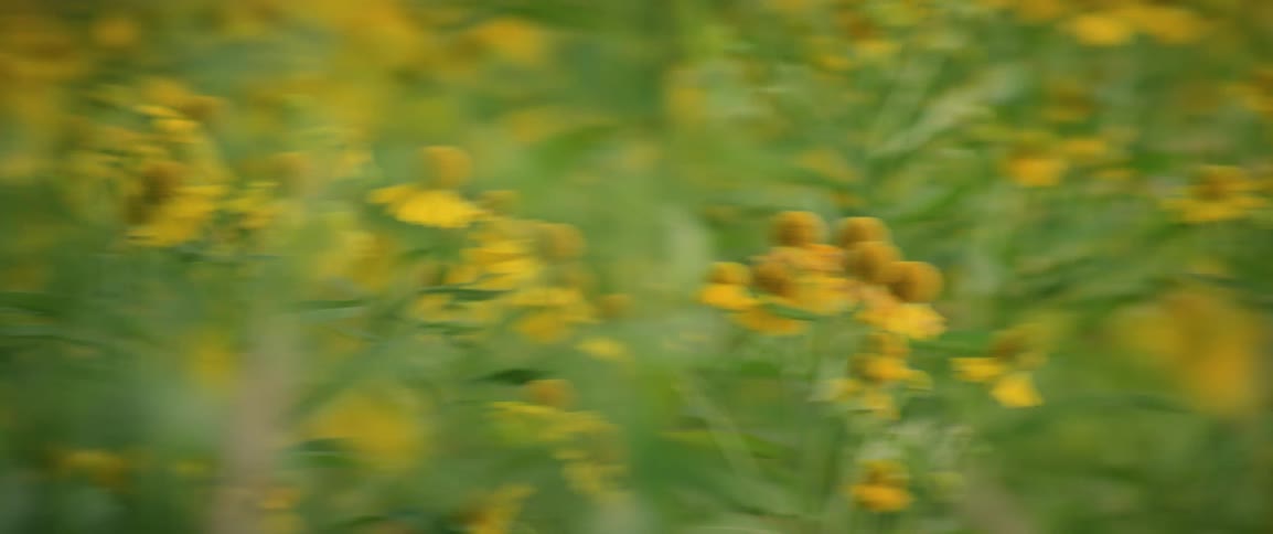 Yellow wild flowers growing across a field