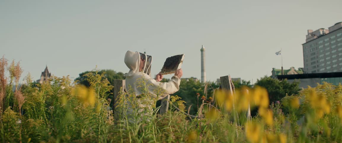 Beekeeper lifts a beehive frame surrounded by yellow flowers