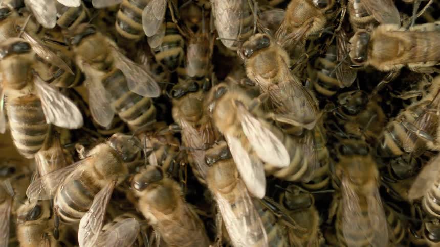 A closeup view of a cluster of honeybees shows their detailed wings and striped bodies as they move together