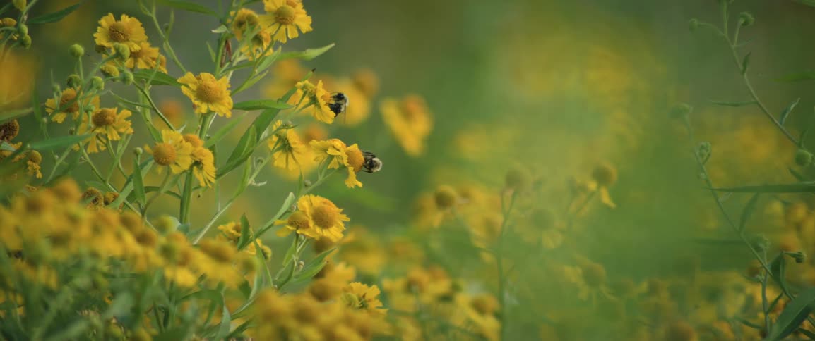 Two bees perched on small flowers with yellow petals collecting pollen