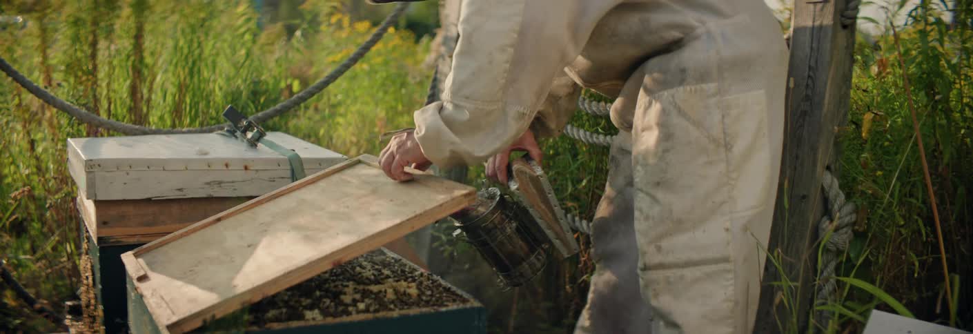 Bee keeper holds a smoker in his hand as he opens the beehive