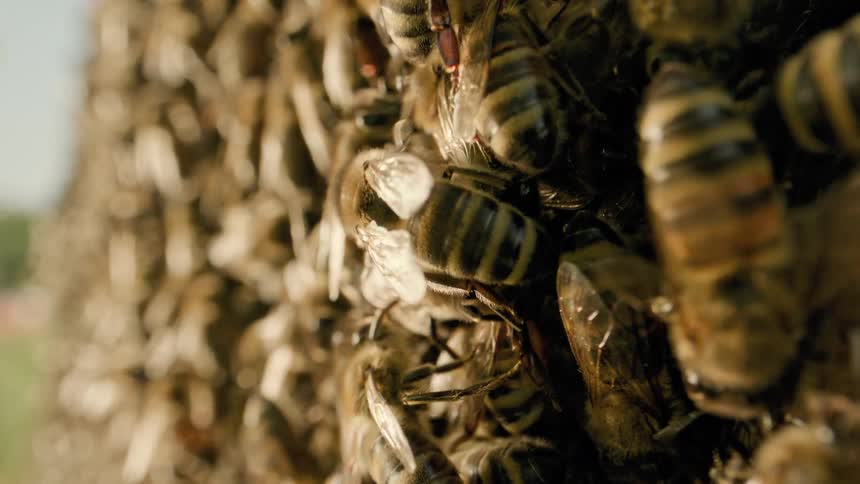 A closeup view of a cluster of honeybees shows their detailed wings and striped bodies as they move together outdoors near trees
