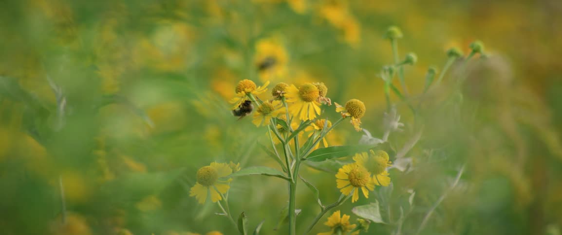 Bee sits on a yellow wildflower as another bee flies around