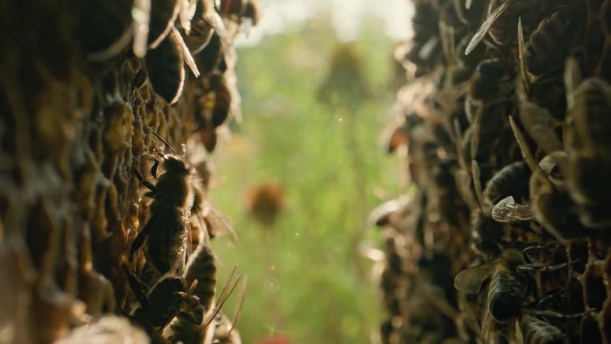 Honeybees cluster on honeycomb frames with sunlight filtering through and greenery visible in the blurred background
