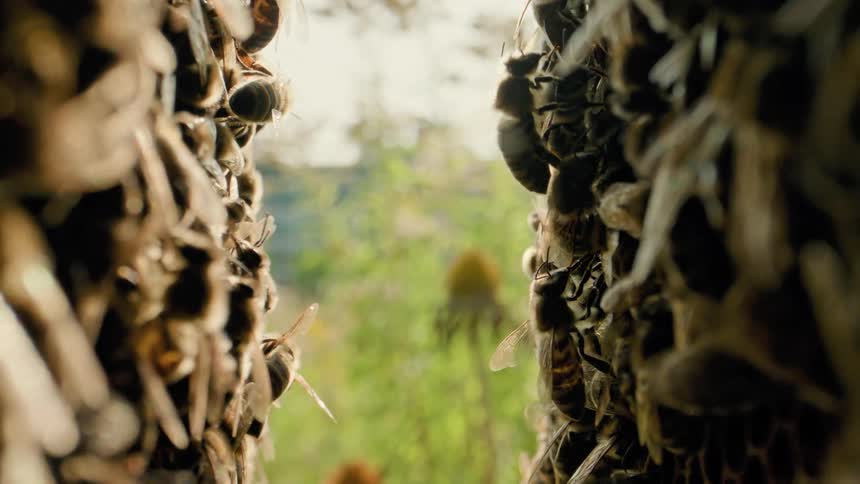 Hundreds of bees clustered on a hive seen in macro