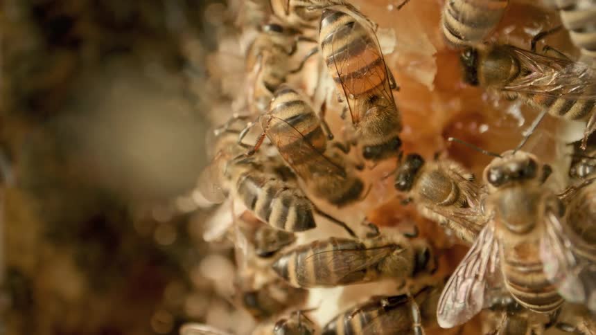 Honey bees move about on the honeycomb in a beehive