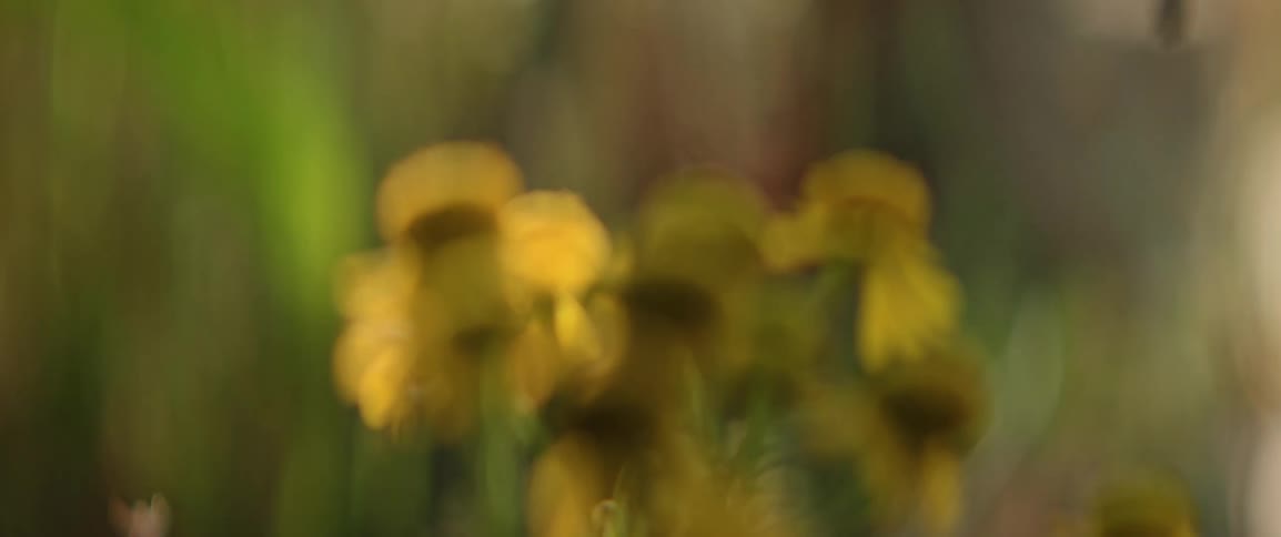 Bees flies near blurred yellow flowers