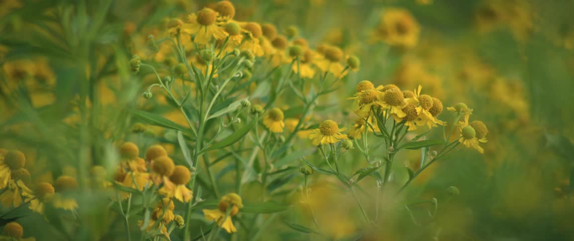 Yellow wildflowers wave in the breeze on a summer day