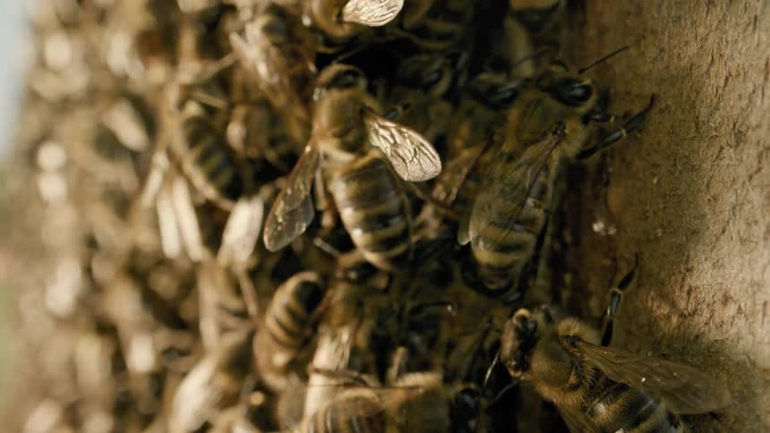 Honeybees crawl over each other in a beehive on a sunny day