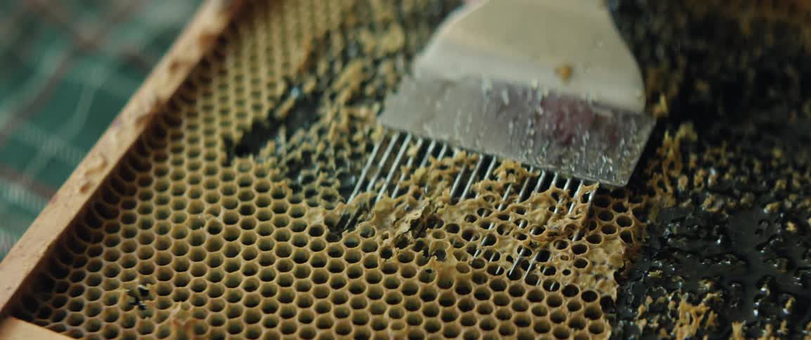 Person uses a metal tool with long teeth to remove the waxy comb covering the honey on a beehive slat