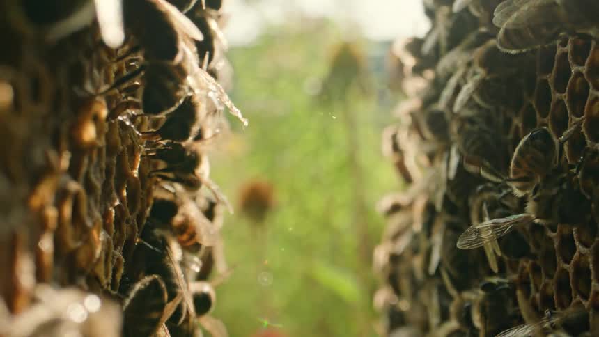 Honeybees move over the honeycomb covering the slats in a beehive standing in a field of flowers on a windy summer day