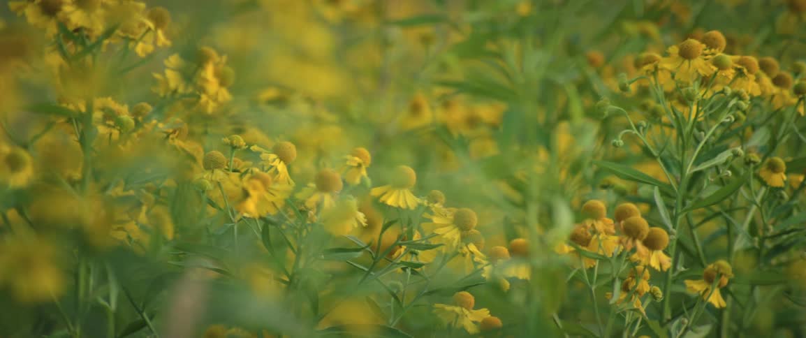 Field filled with yellow flowers under soft light