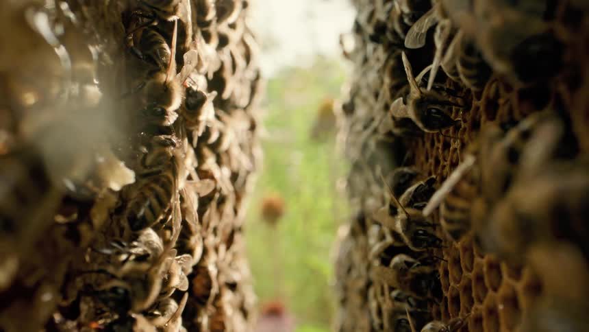 An extreme macro shot moves in reverse pulling back from a narrow gap between two honeycomb frames teeming with hundreds of busy bees
