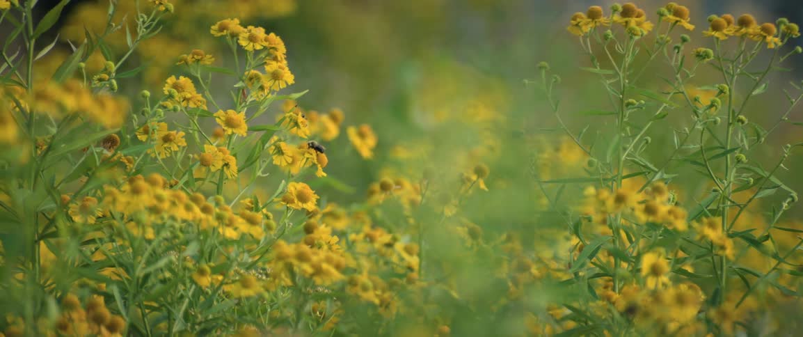 Bees fly between wildflowers on a slightly windy summer day