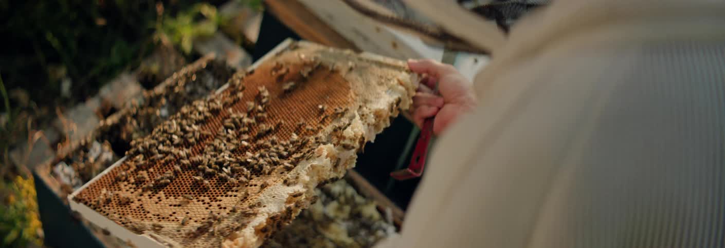 Close up of a beekeeper removing a bee hive outdoors during daytime