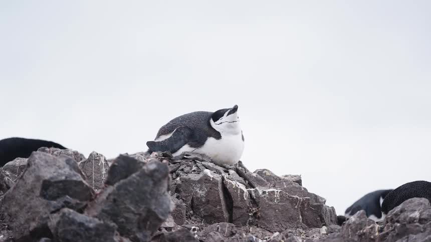 A penguin is sitting up on rocks on a cloudy day