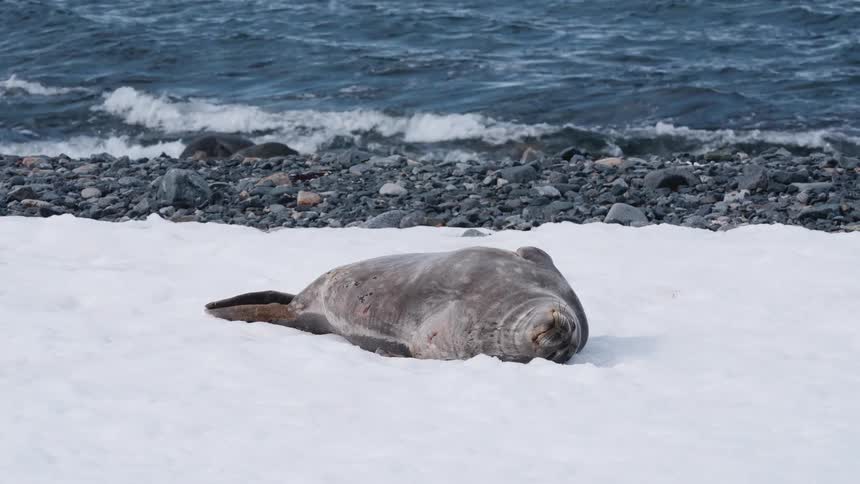 A large seal rests on a patch of snow at the edge of a rocky beach as dark ocean waves crash onto the shore in the background
