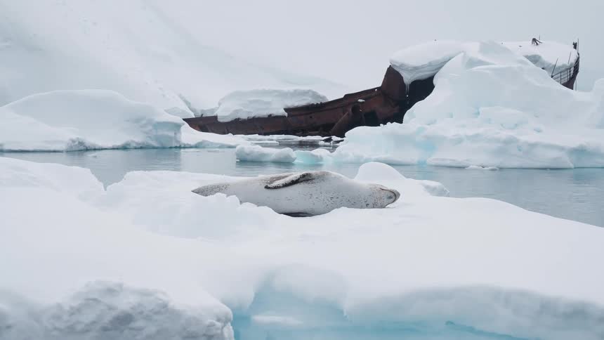Seal rests on an ice floe in front of a snowcovered rusty ship