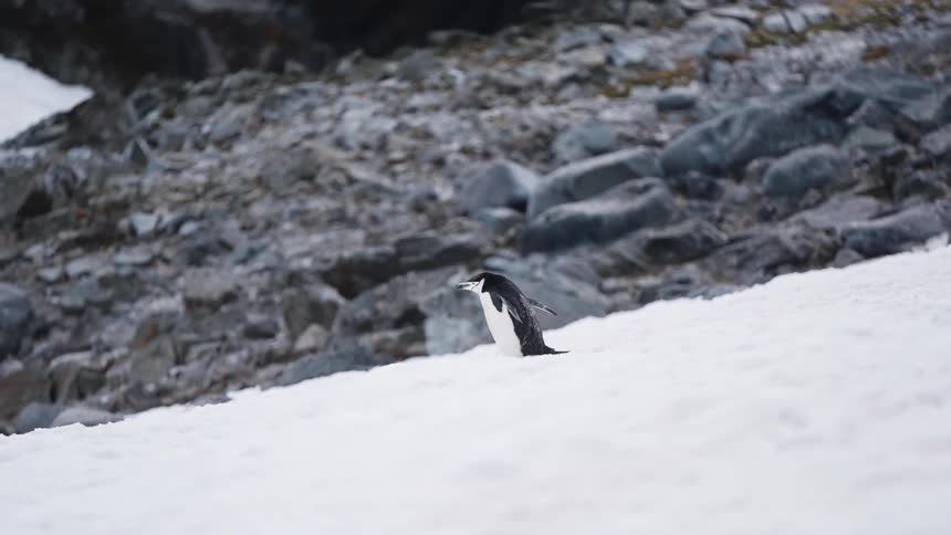 A penguin walks across snowy ground near rocky terrain