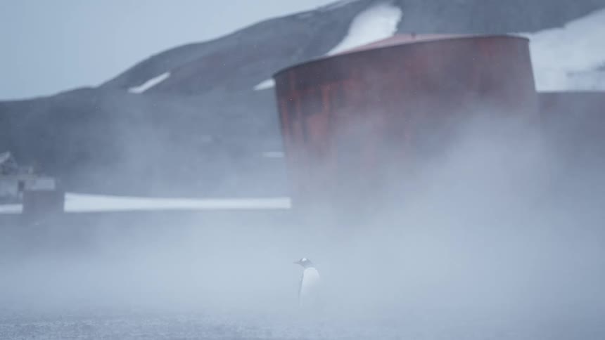 A penguin standing outdoors