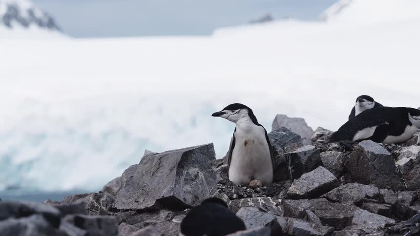 Two penguins sit on a rock in the wild at midday with a glaciercovered mountain behind them