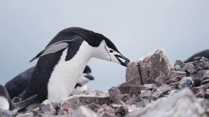 Penguin carries a stone in its beak and drops it near another penguin