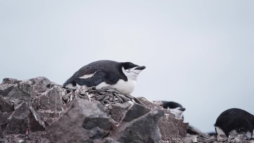 Penguins lying on rocks looking around