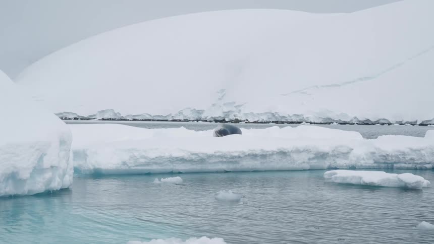 A seal laying on some sea ice in the arctic