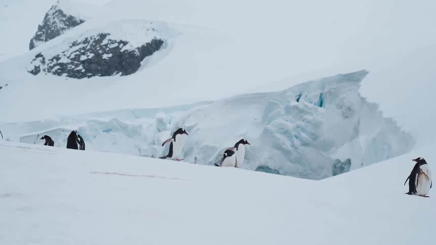 A small group of penguins is waddling singlefile across a vast gently sloping field of white snow in the foreground with a large sheer blue and white ice cliff forming a distinct barrier in the midground