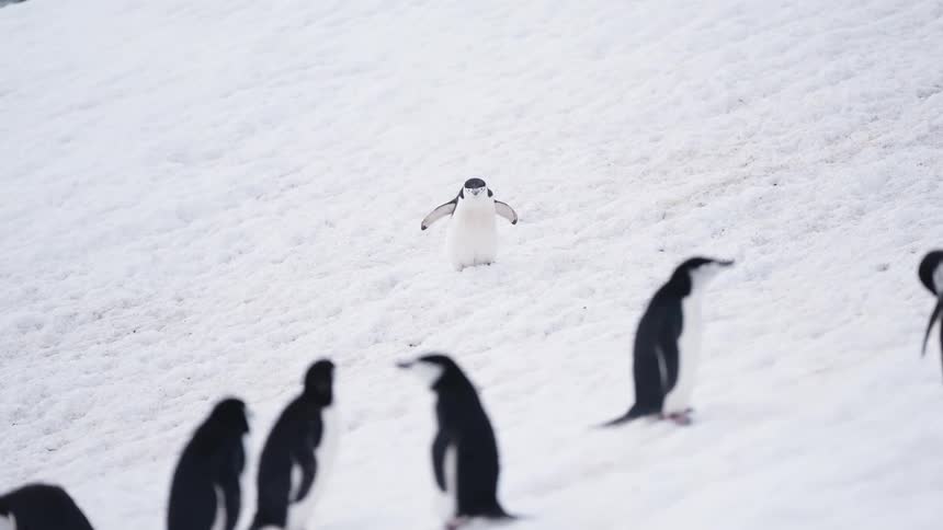 Group of penguins climbs a snowcovered slope