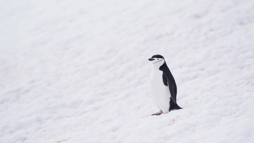 A penguin walking outdoors on snow