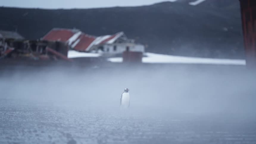 A penguin is standing on flat ground near buildings as a blizzard blows snow around it