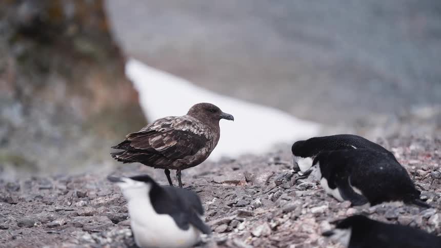 A brown skua stands near a chinstrap penguins on a snowy rocky landscape