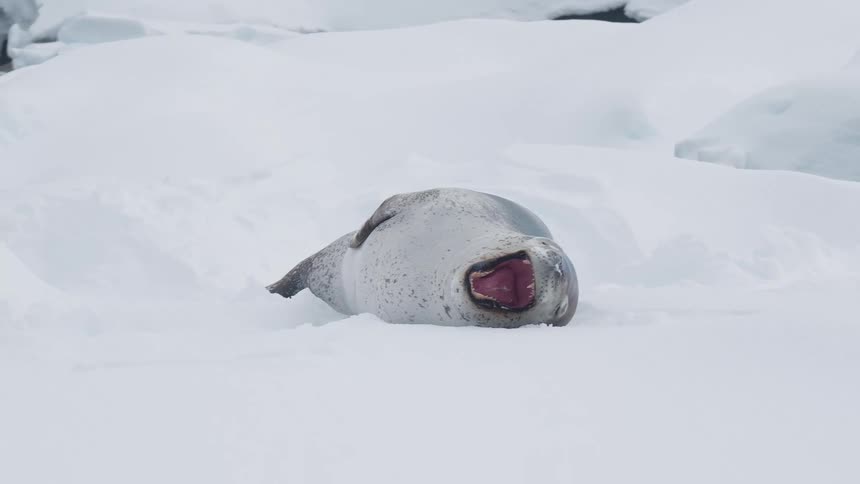 A seal opens its mouth in a wide yawn as it lays on the ice near the arctic water