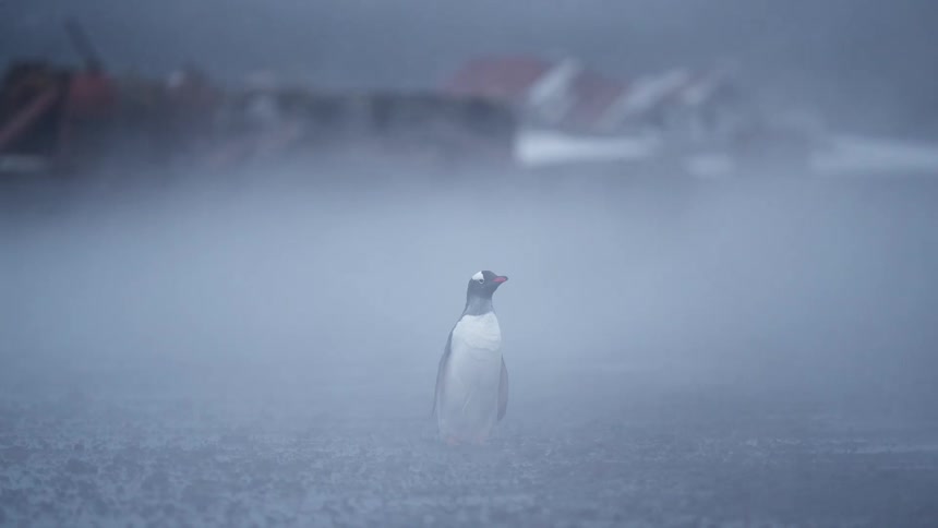 A lone gentoo penguin stands on dark ground enveloped in thick fog