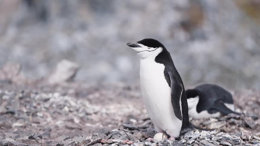 Penguin stands looking around as another penguin lies on the ground
