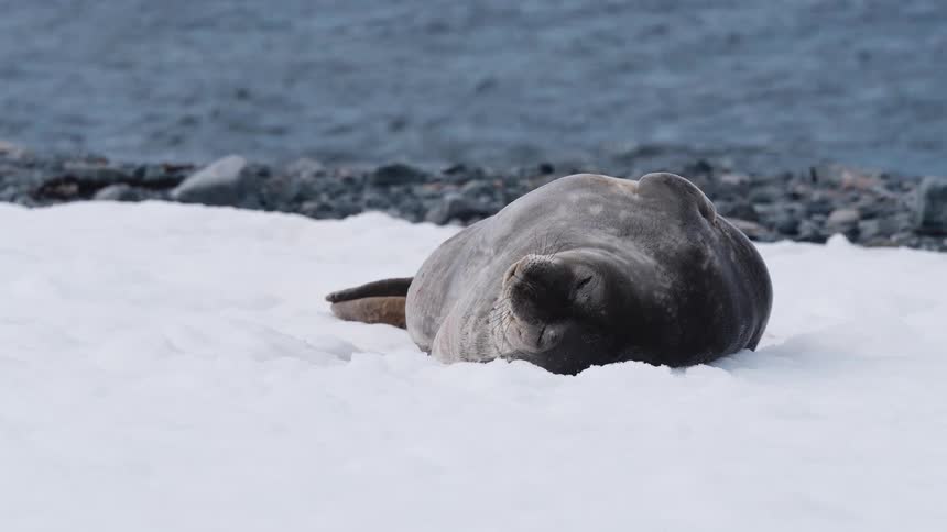Seal lying on the snow with the sea in the background on a cold day