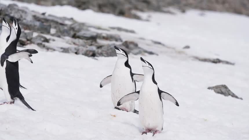 Three chinstrap penguins stand in the snow calling out with their beaks pointed to the sky and wings outstretched