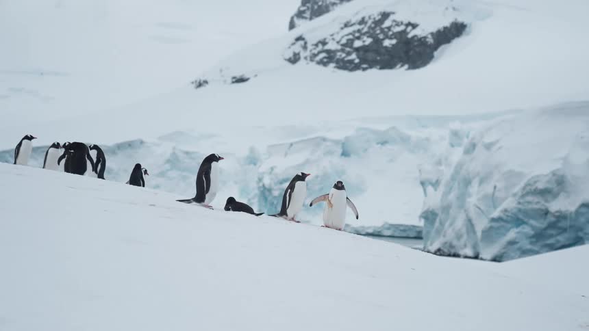 Group of penguins stand on a snowy slope amid antarctic icebergs