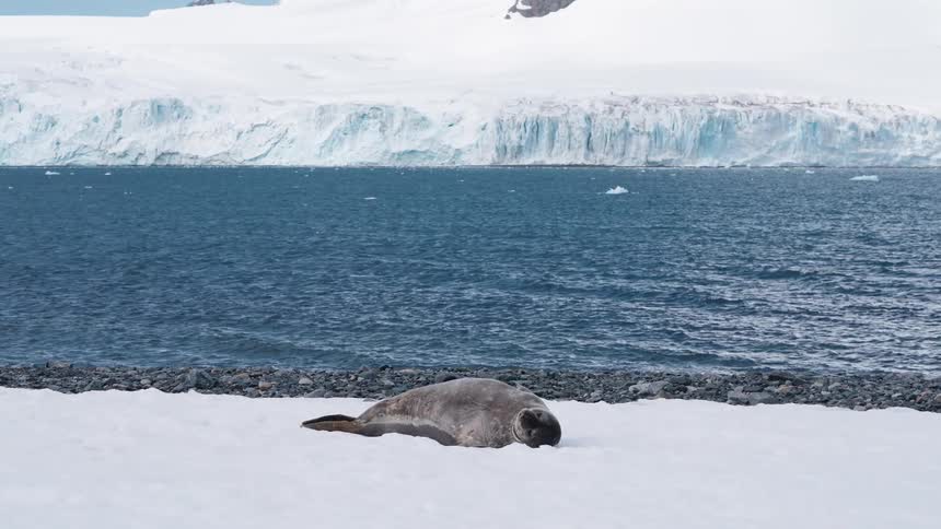 A seal laying on ice in the arctic