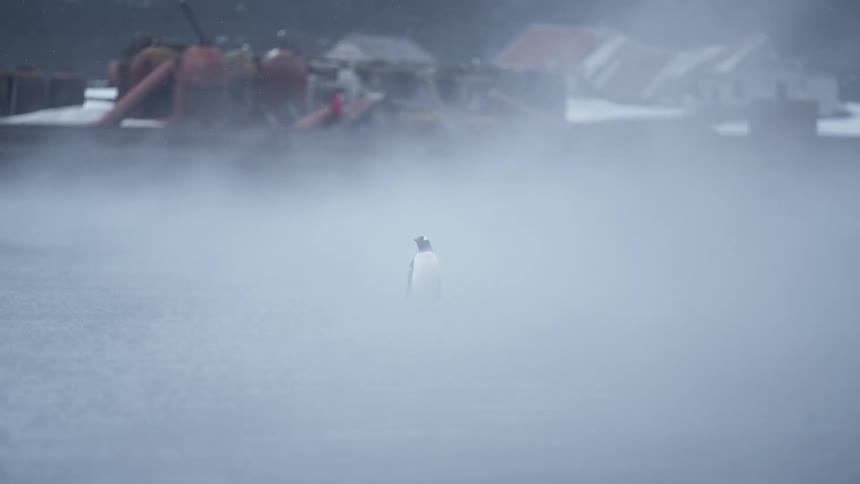 Penguin walks alone through fog with distant buildings in the background