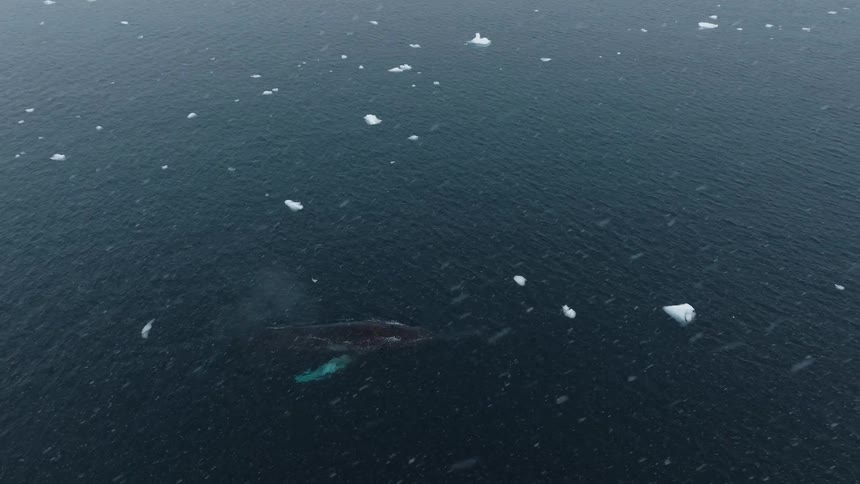 A whale surfaces in dark icy waters dotted with small floating chunks of ice