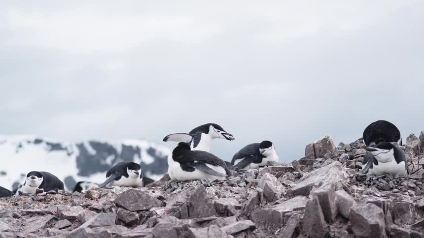 A colony of penguins is clustered on a sharp dark gray rocky outcrop in the foreground while the background shows the vast blue ocean meeting the shore below a snowcapped mountain under an overcast sky